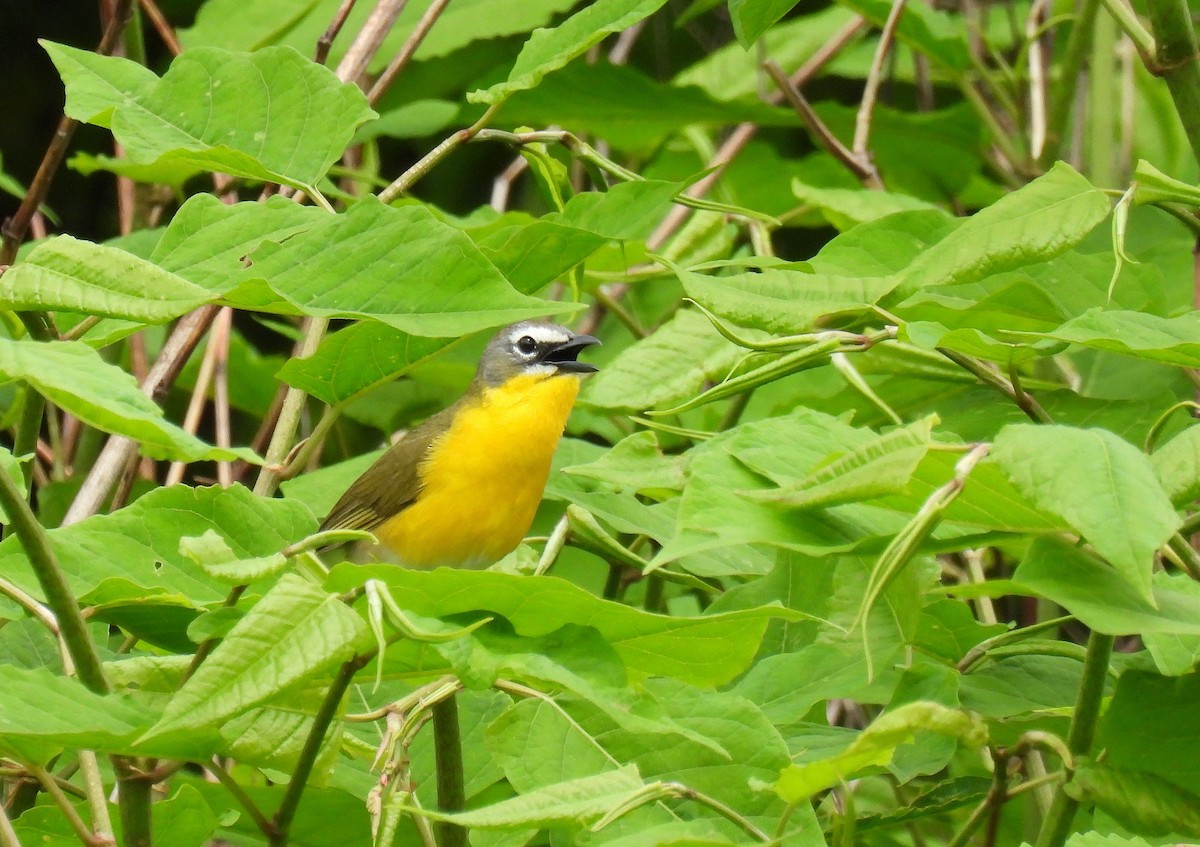 Yellow-breasted Chat - ML619117311