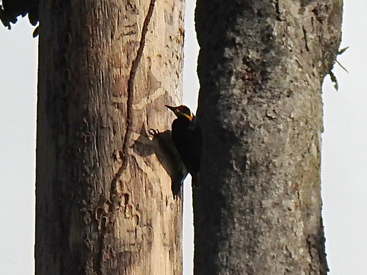 Yellow-tufted Woodpecker - ML619117367