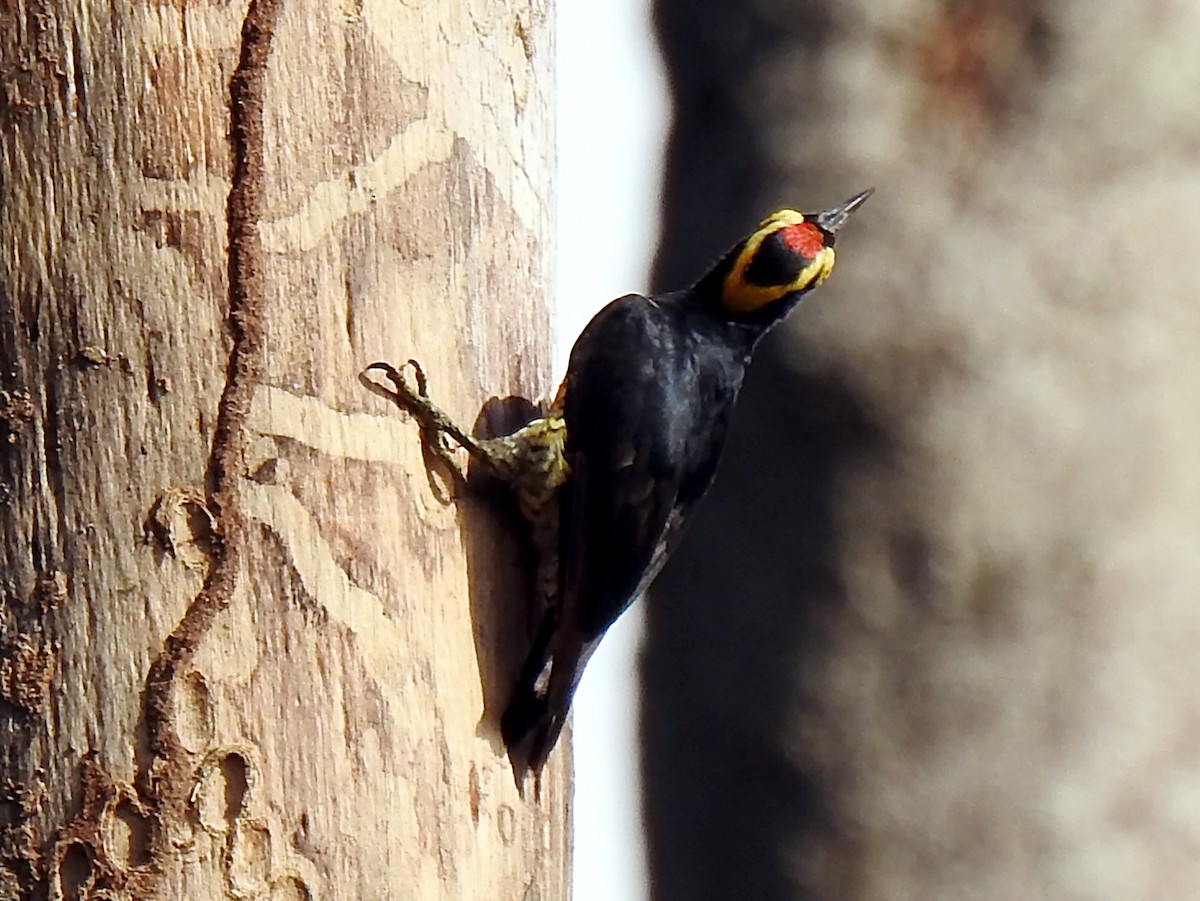 Yellow-tufted Woodpecker - ML619117368