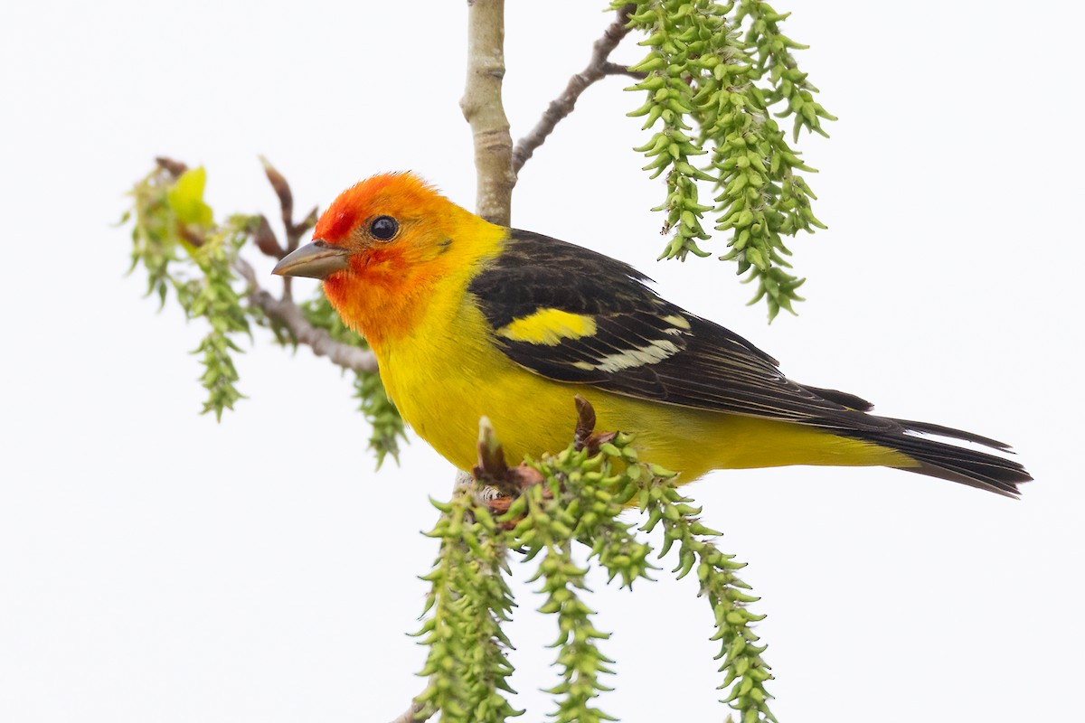 Western Tanager - ML619117399