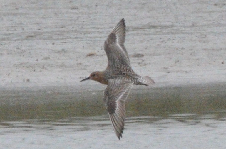 Red Knot - ML619117403