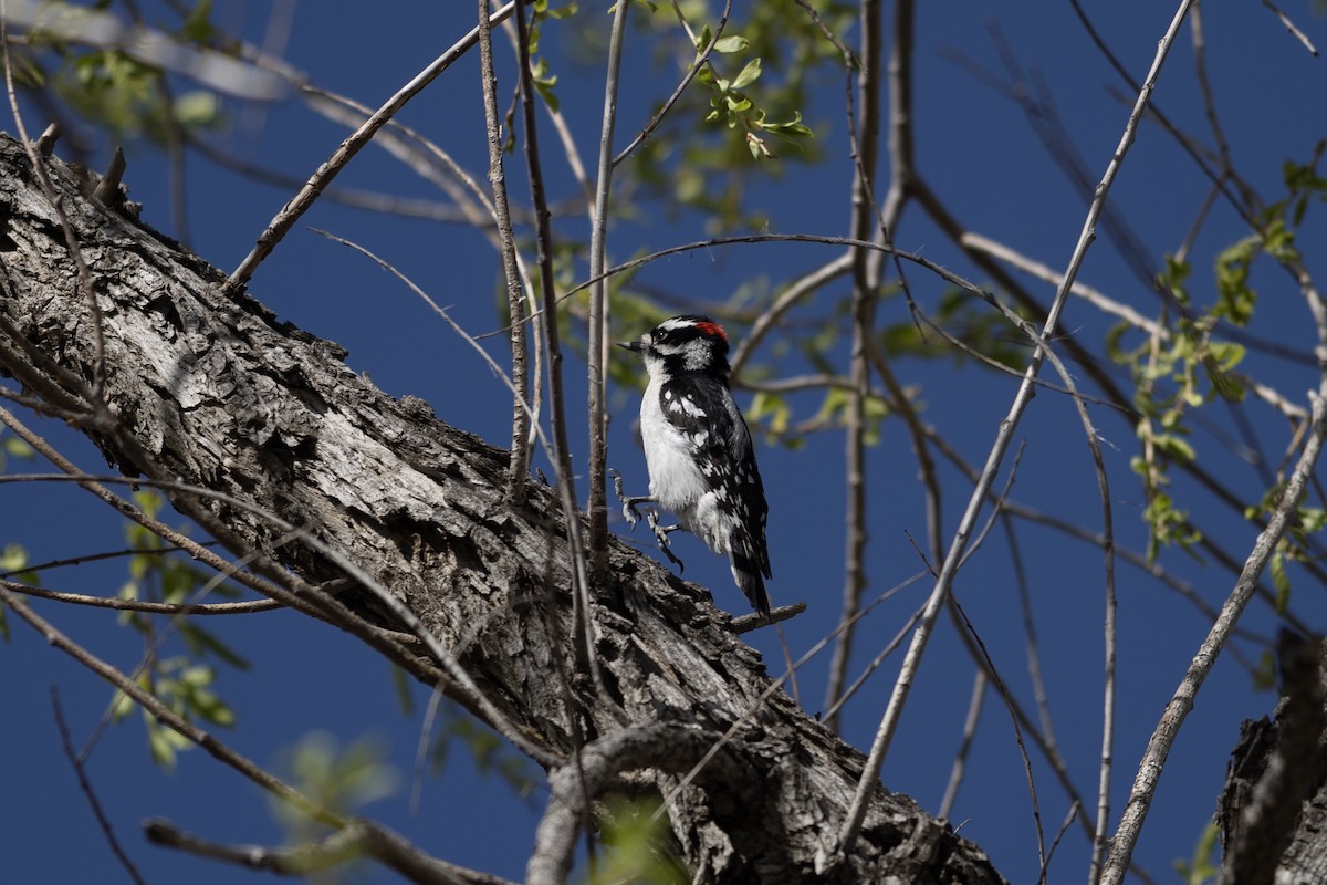 Downy Woodpecker (Rocky Mts.) - ML619117407