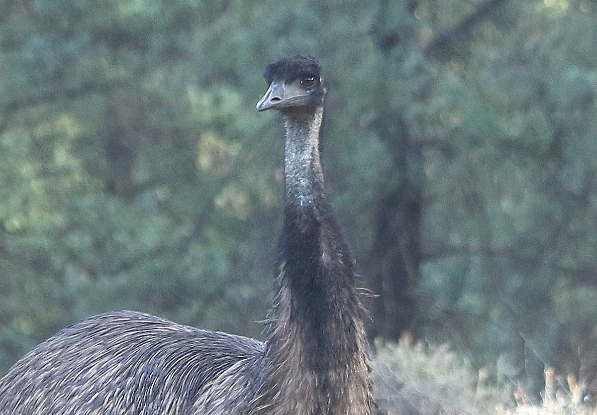 emu hnědý - ML619117410