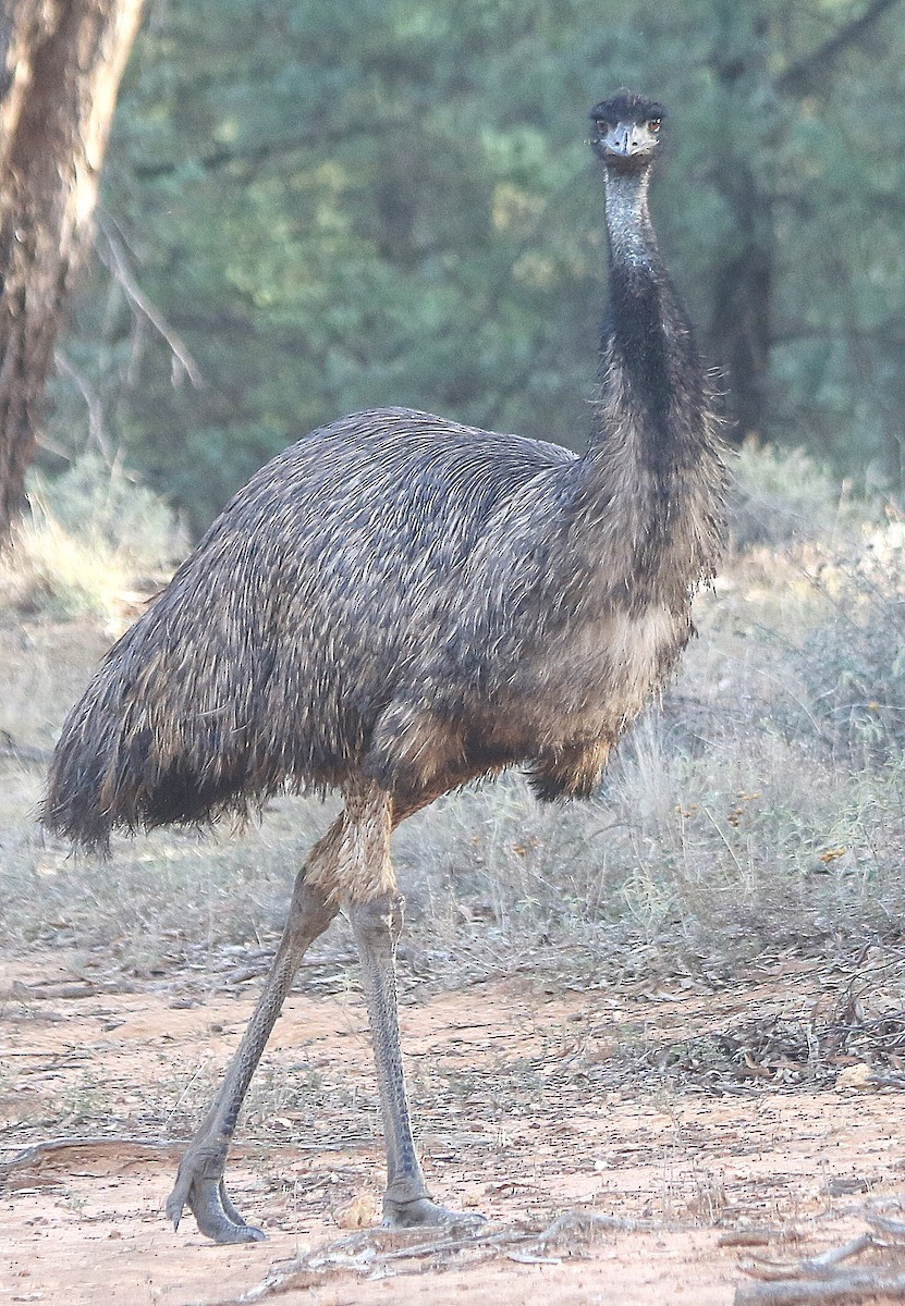 emu hnědý - ML619117412