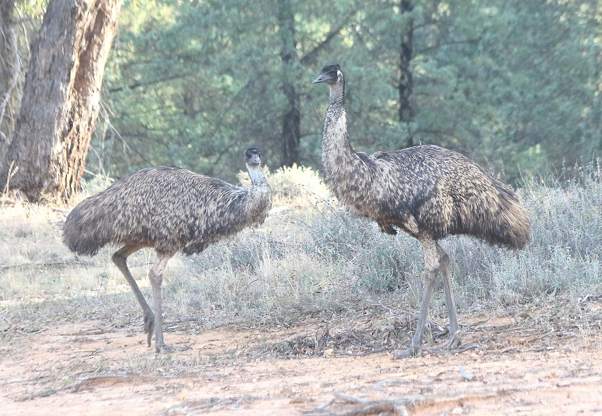 emu hnědý - ML619117414