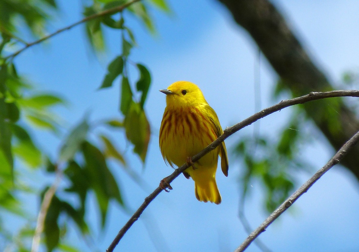 Yellow Warbler (Northern) - ML619117424