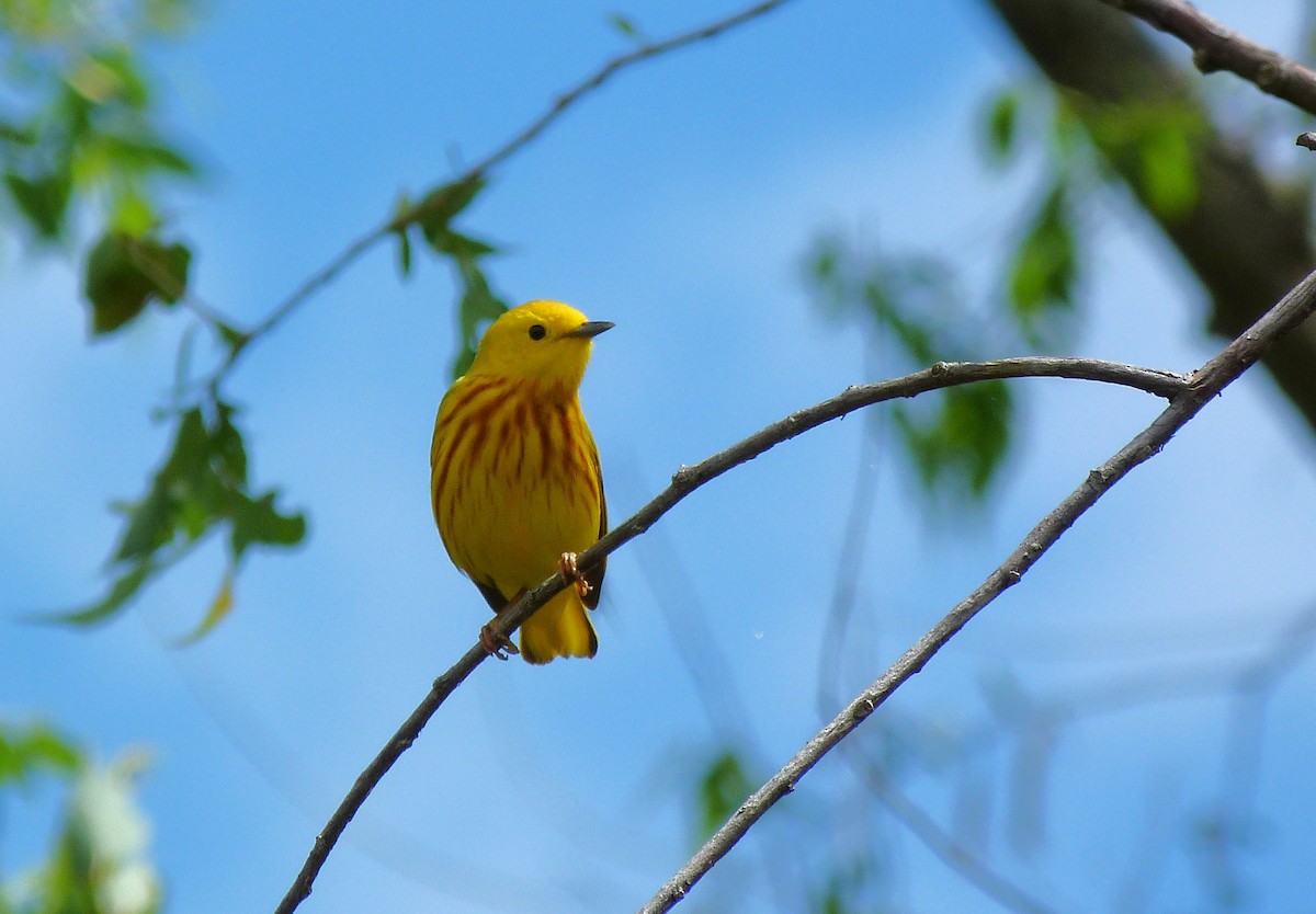 Yellow Warbler (Northern) - ML619117425