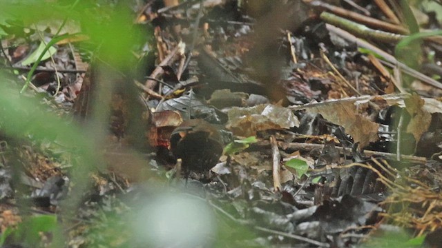 Rusty-belted Tapaculo - ML619117446