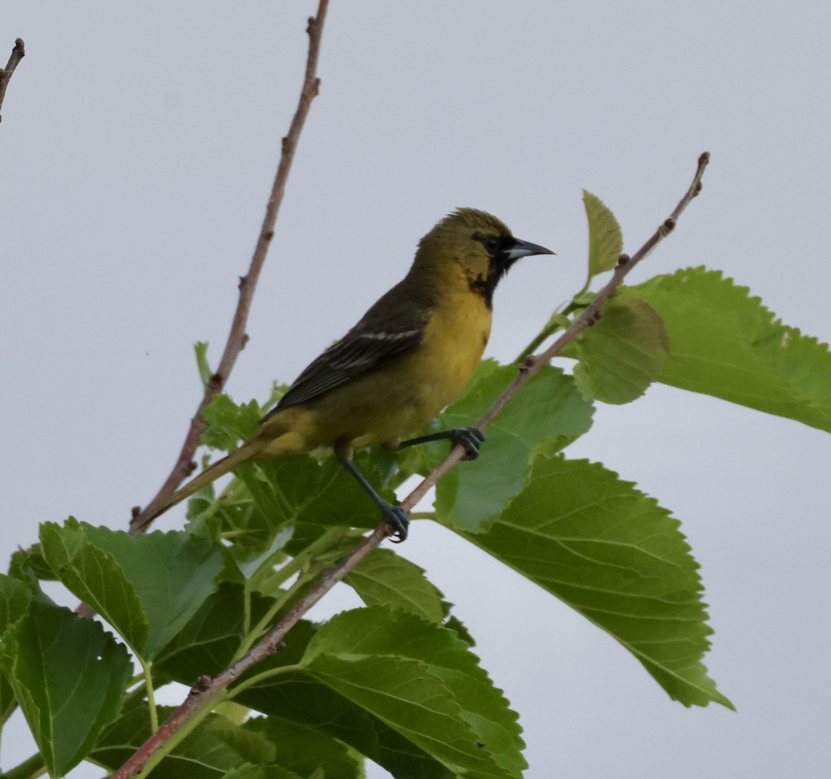 Orchard Oriole - ML619117477