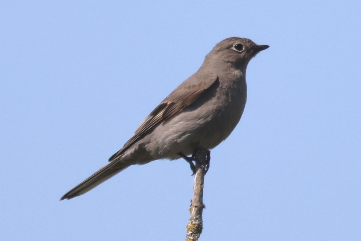 Townsend's Solitaire - ML619117513