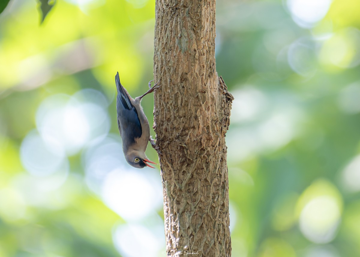 Velvet-fronted Nuthatch - ML619117557
