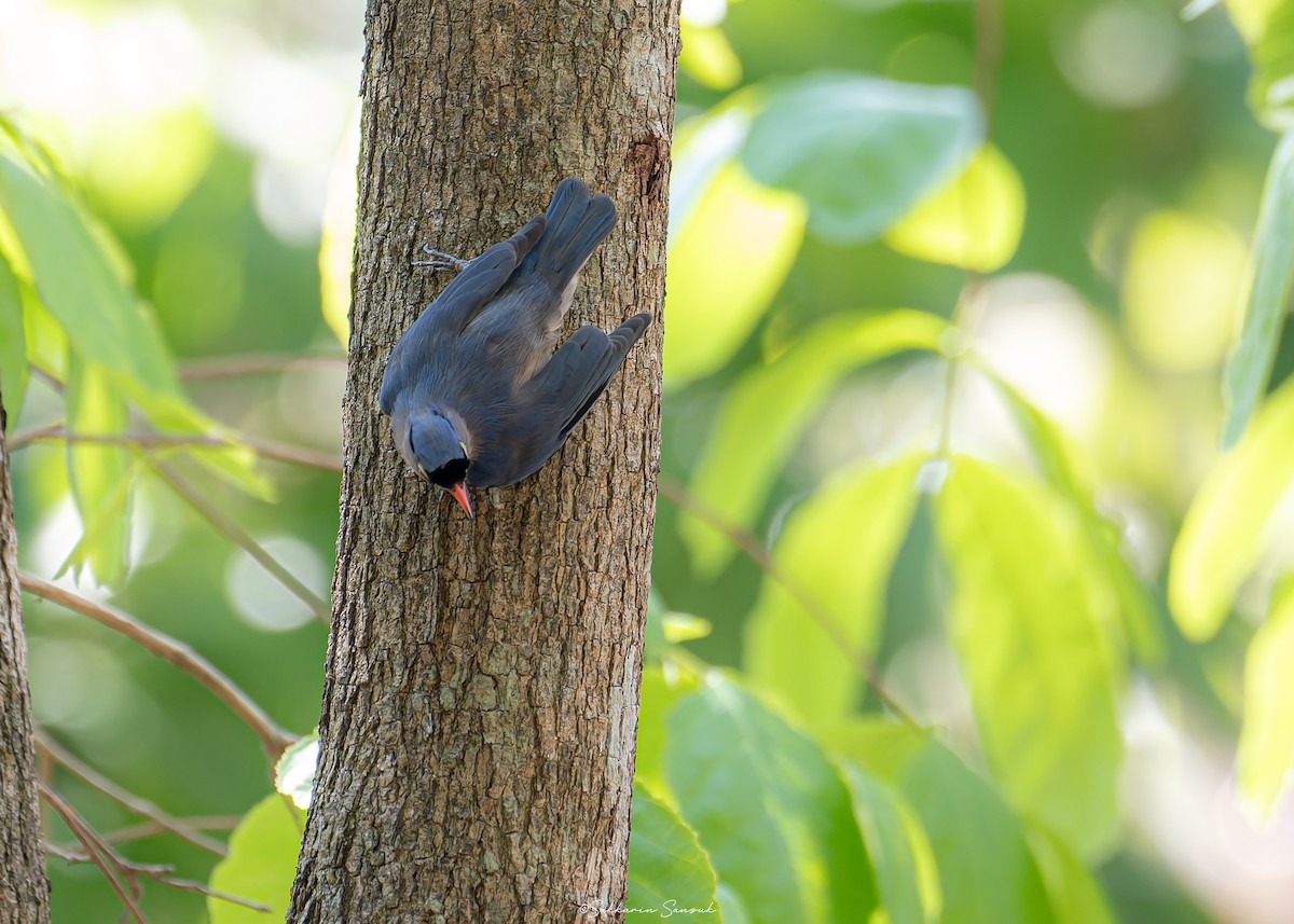 Velvet-fronted Nuthatch - ML619117559