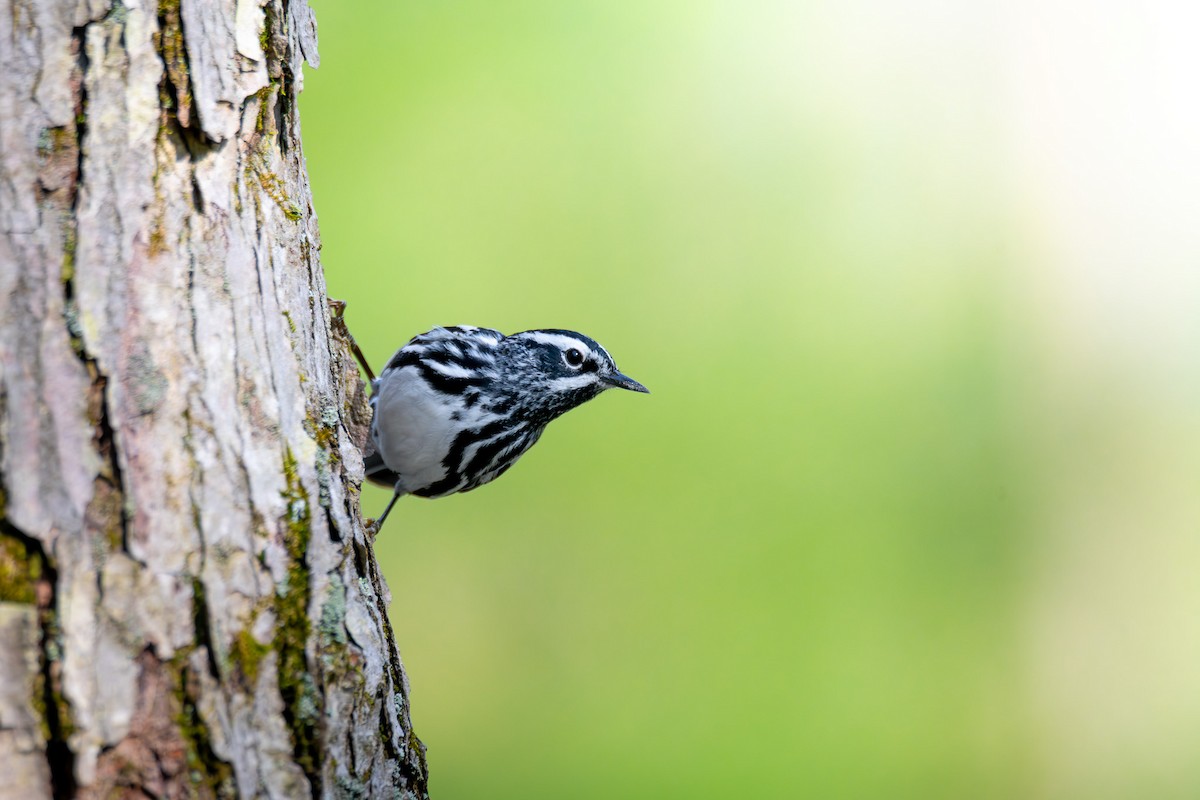 Black-and-white Warbler - ML619117563