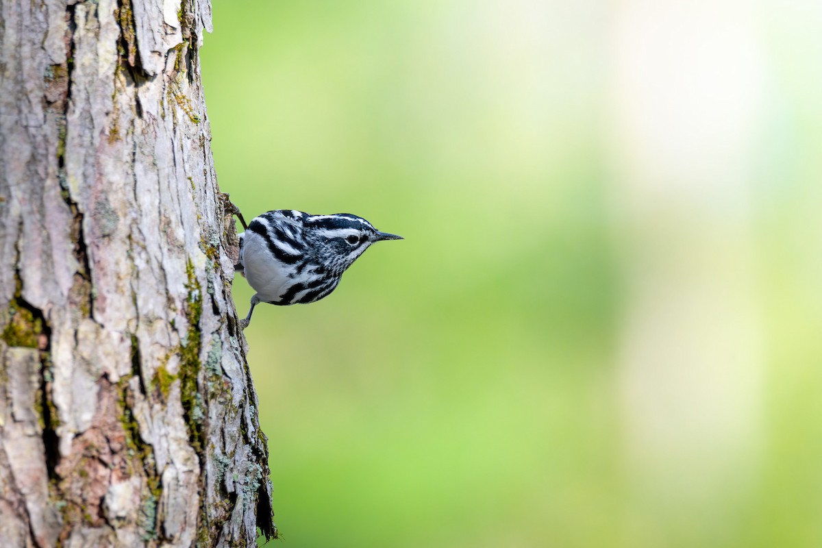 Black-and-white Warbler - ML619117566