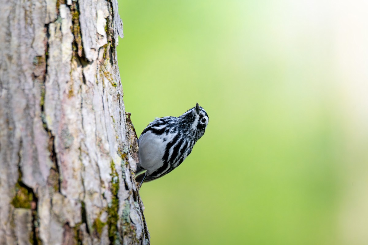 Black-and-white Warbler - ML619117567