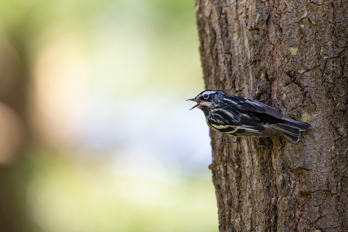 Black-and-white Warbler - ML619117569
