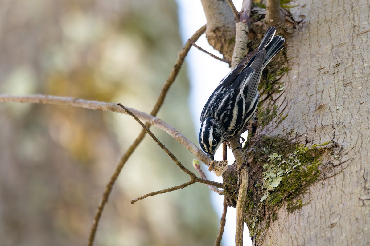 Black-and-white Warbler - ML619117574
