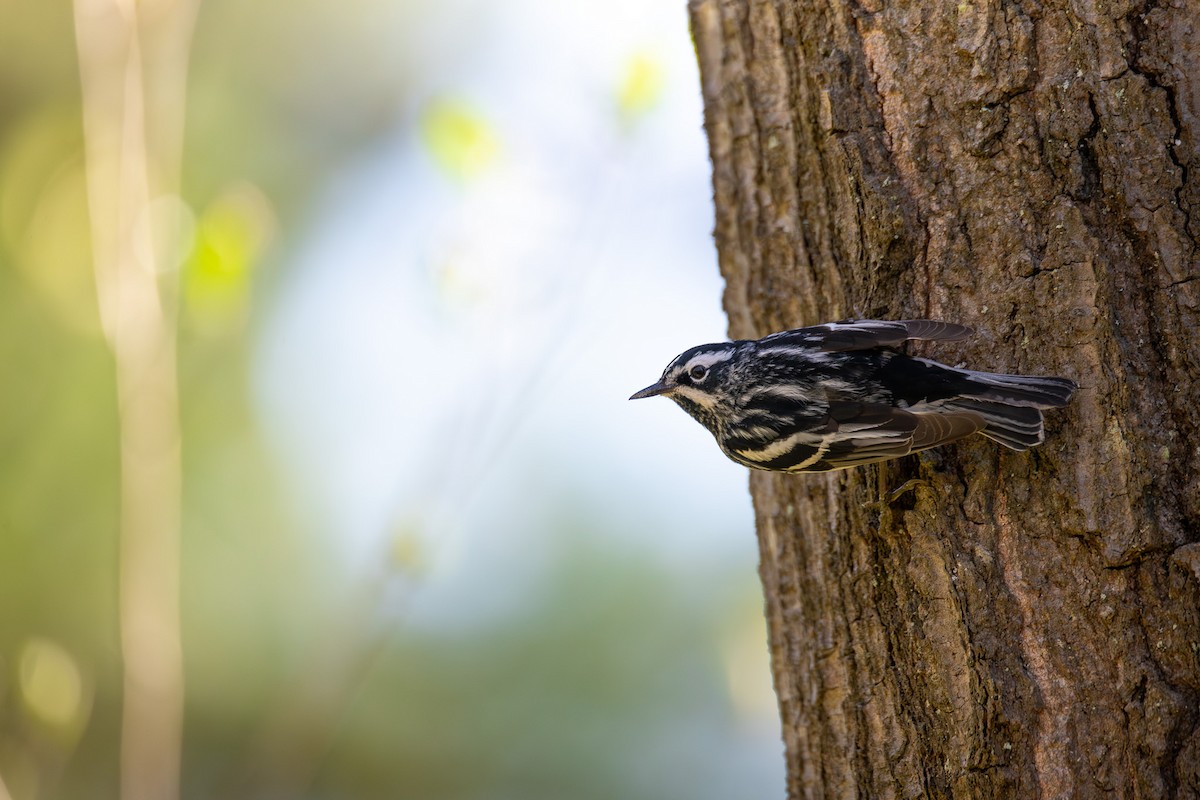 Black-and-white Warbler - ML619117575