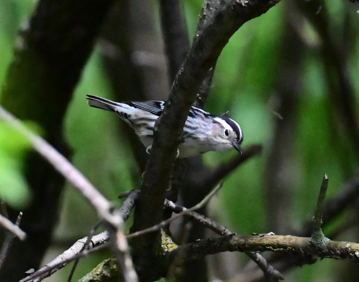 Black-and-white Warbler - ML619117578