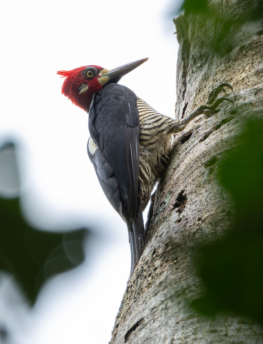 Crimson-crested Woodpecker - ML619117595