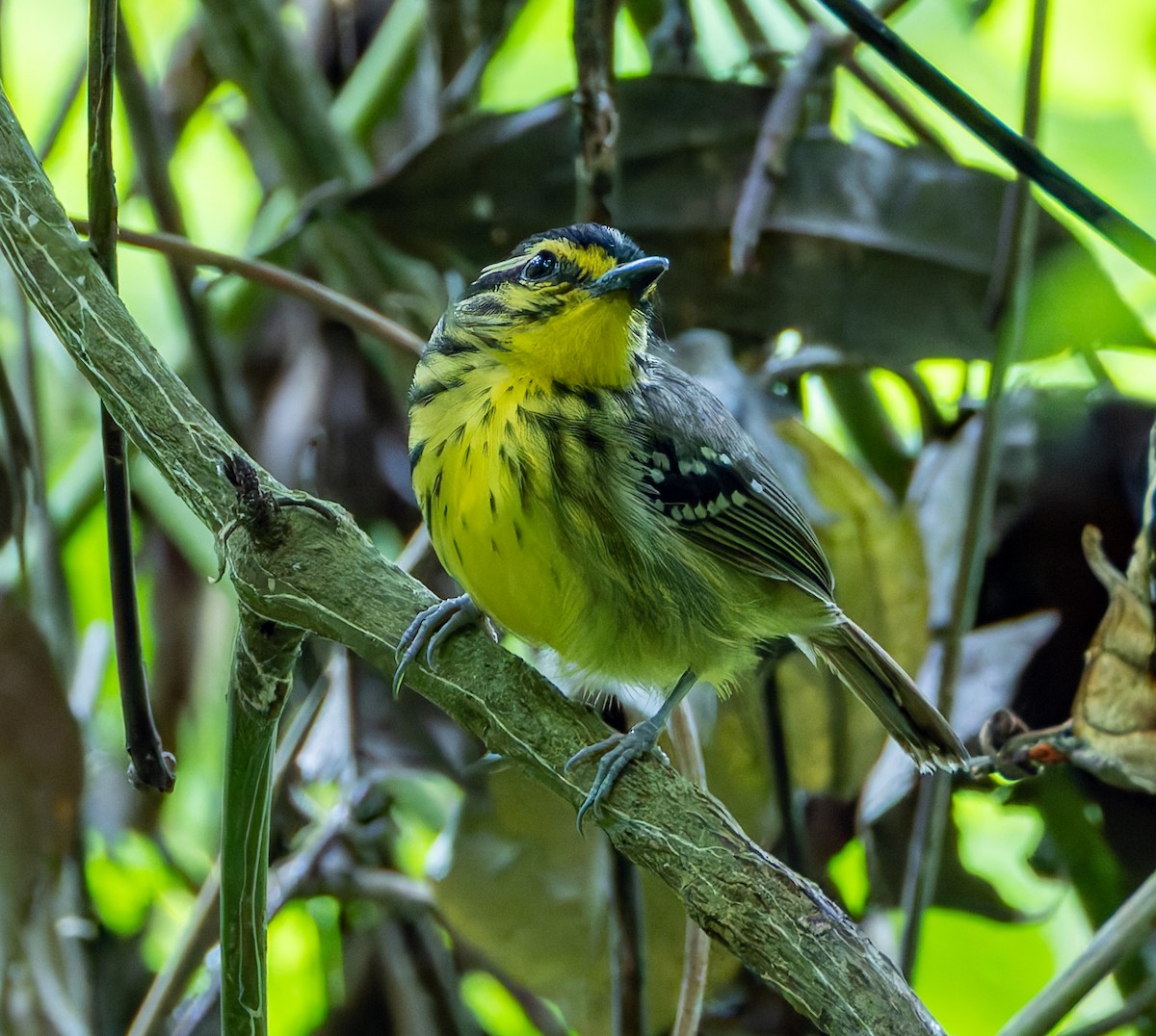 Yellow-browed Antbird - ML619117600