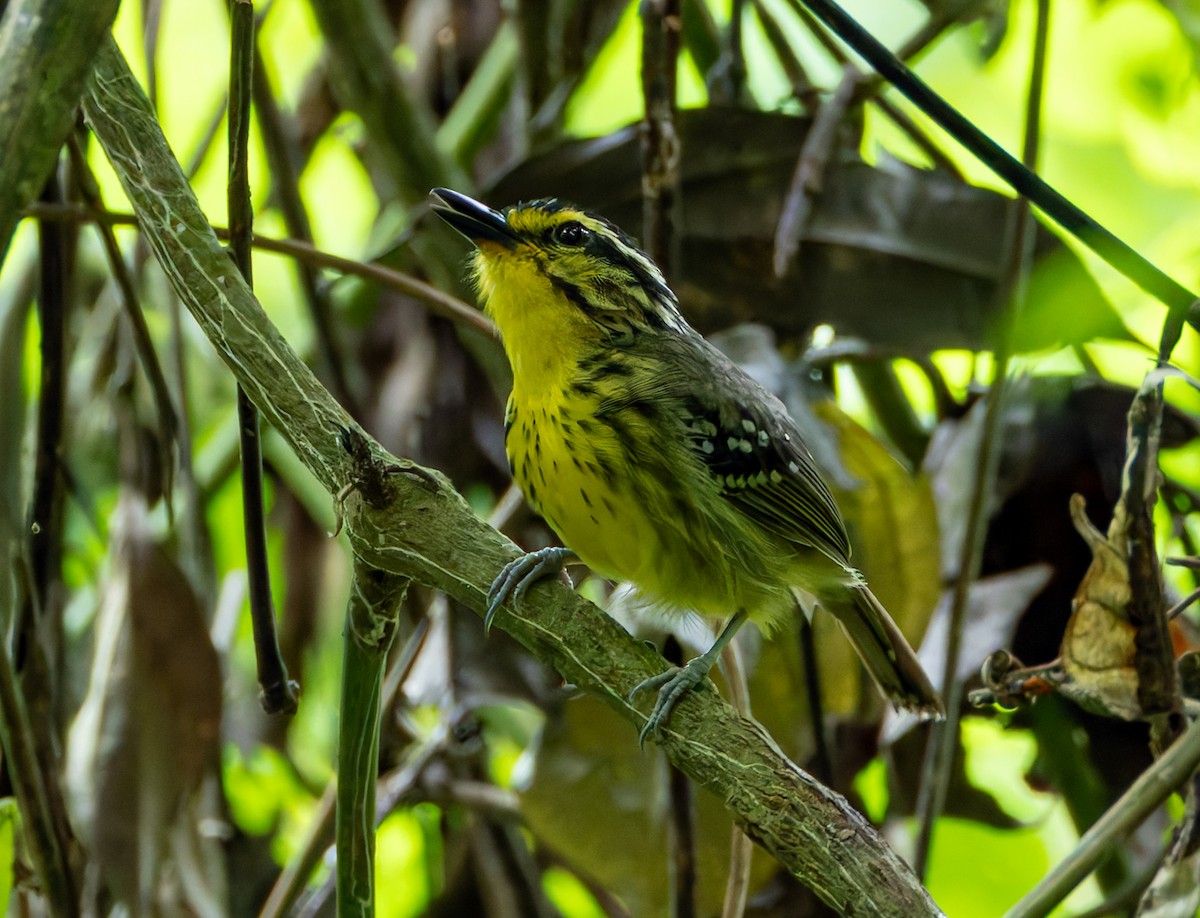 Yellow-browed Antbird - ML619117602