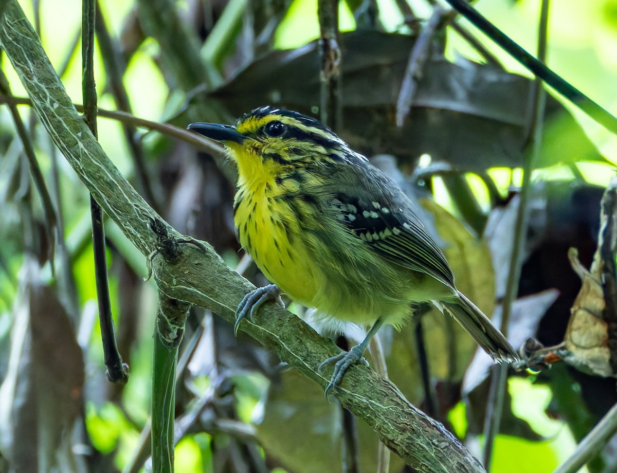Yellow-browed Antbird - ML619117603