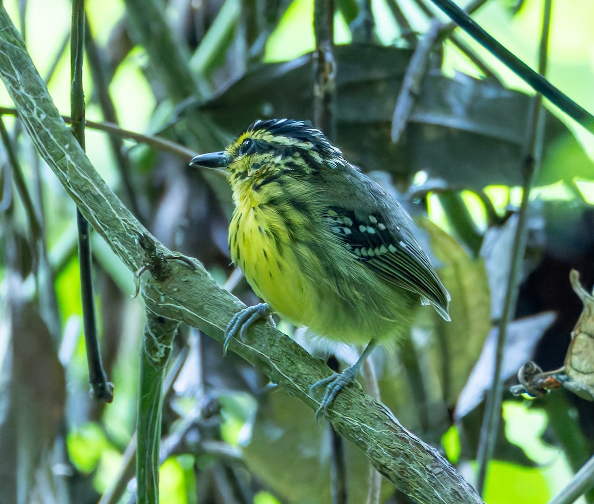 Yellow-browed Antbird - ML619117605