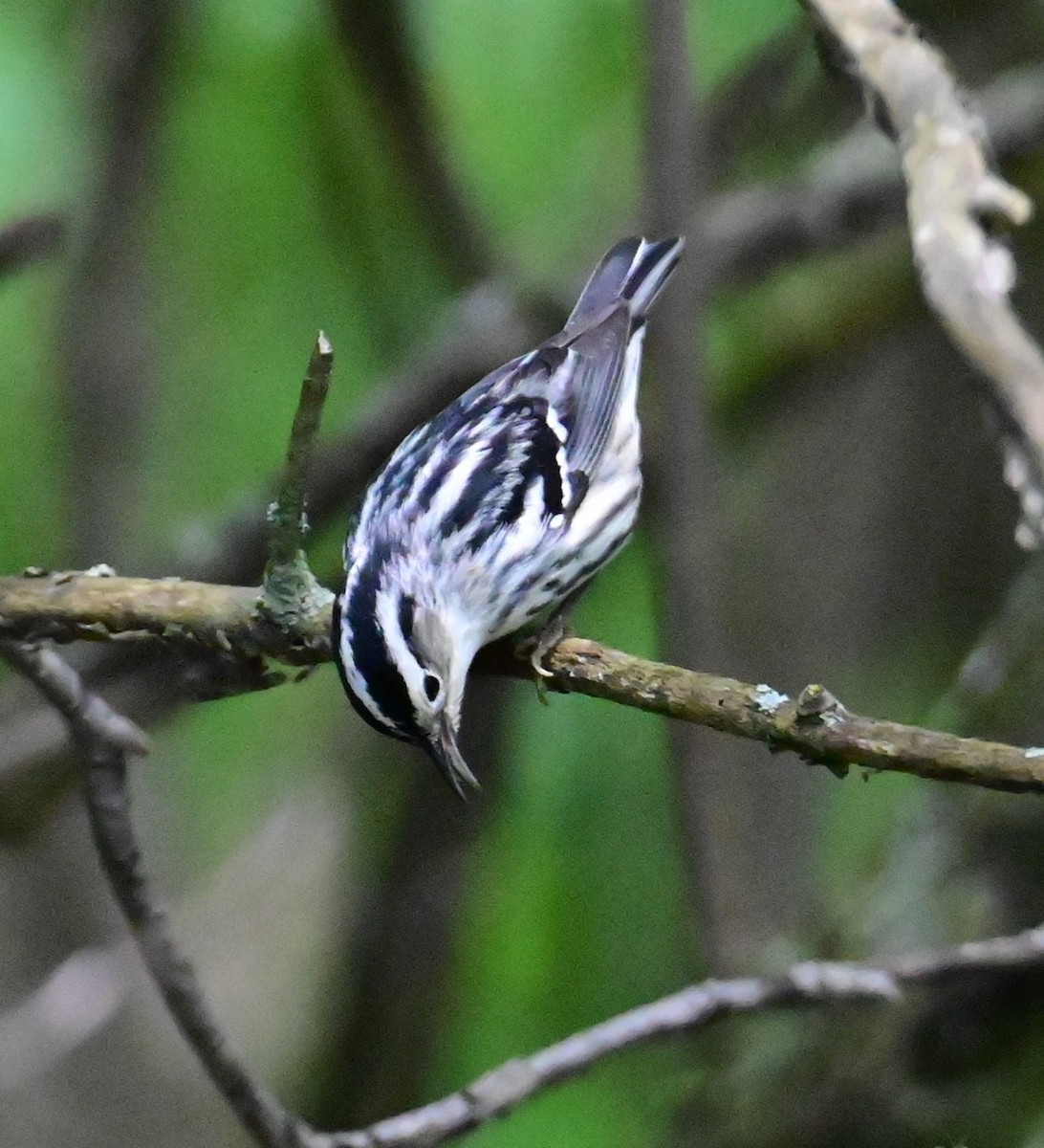 Black-and-white Warbler - ML619117615