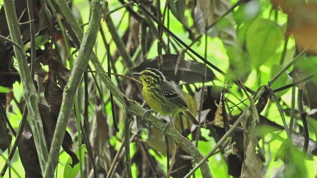 Yellow-browed Antbird - ML619117684
