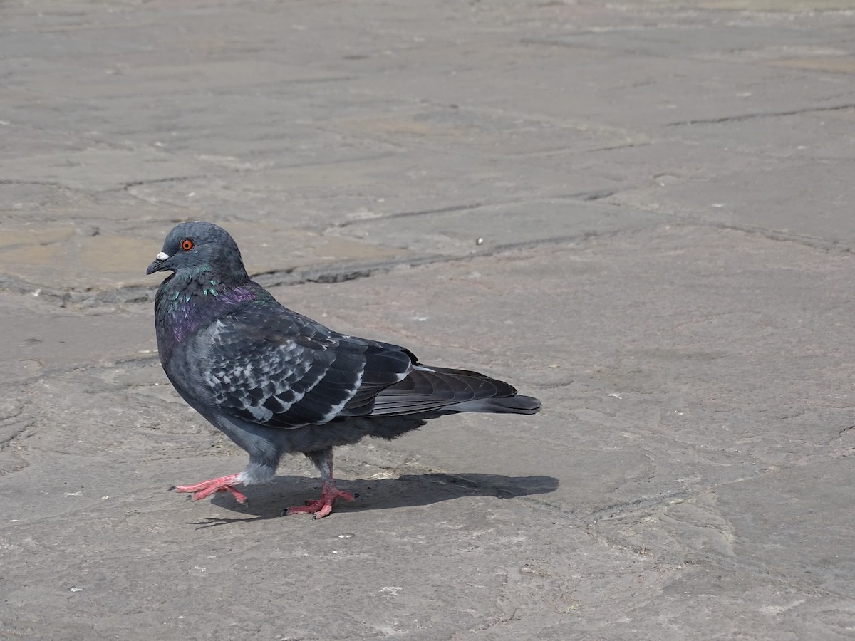 Rock Pigeon (Feral Pigeon) - ML619117737