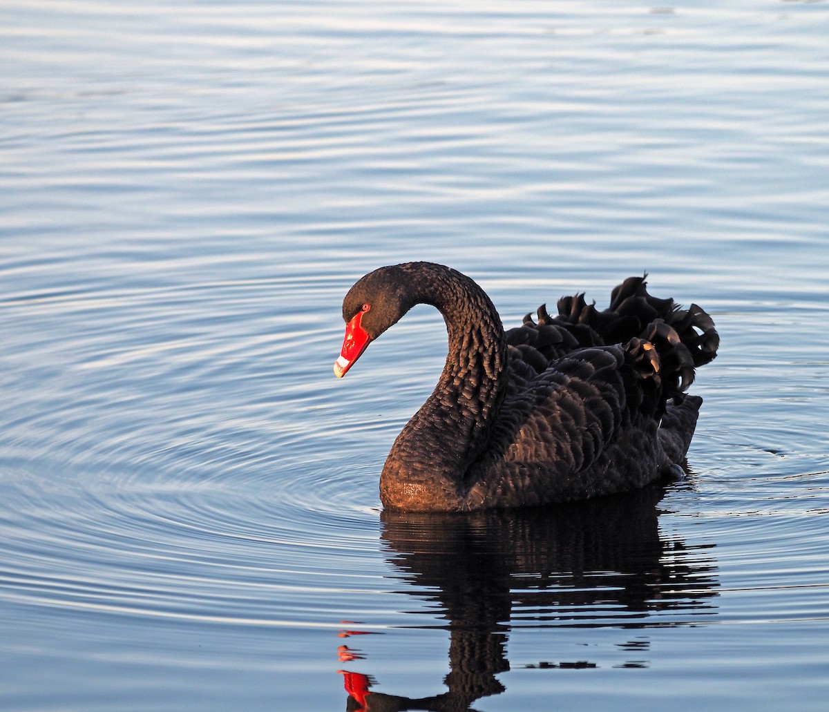 Black Swan - ML619117740