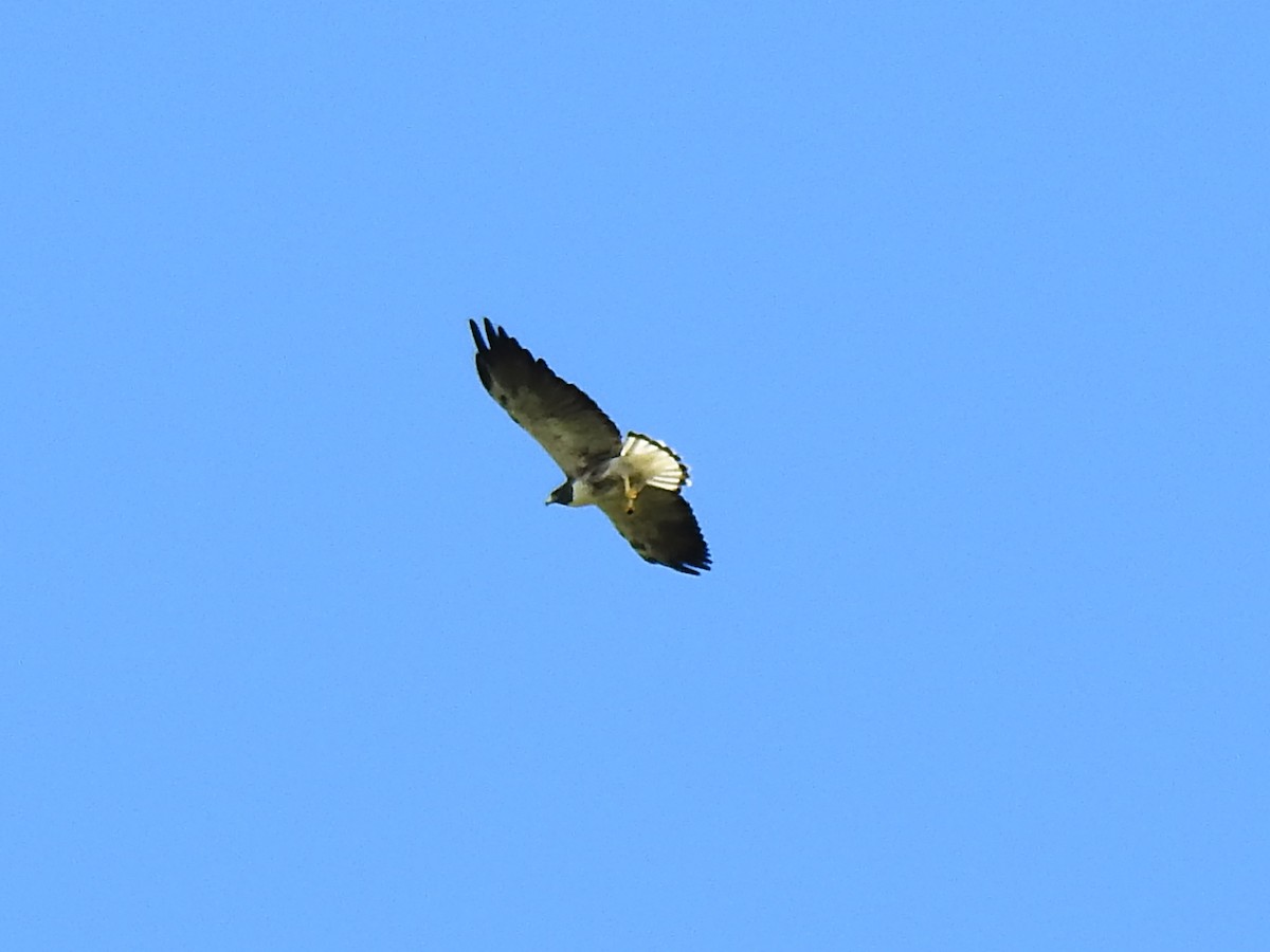 White-tailed Hawk - ML619117775