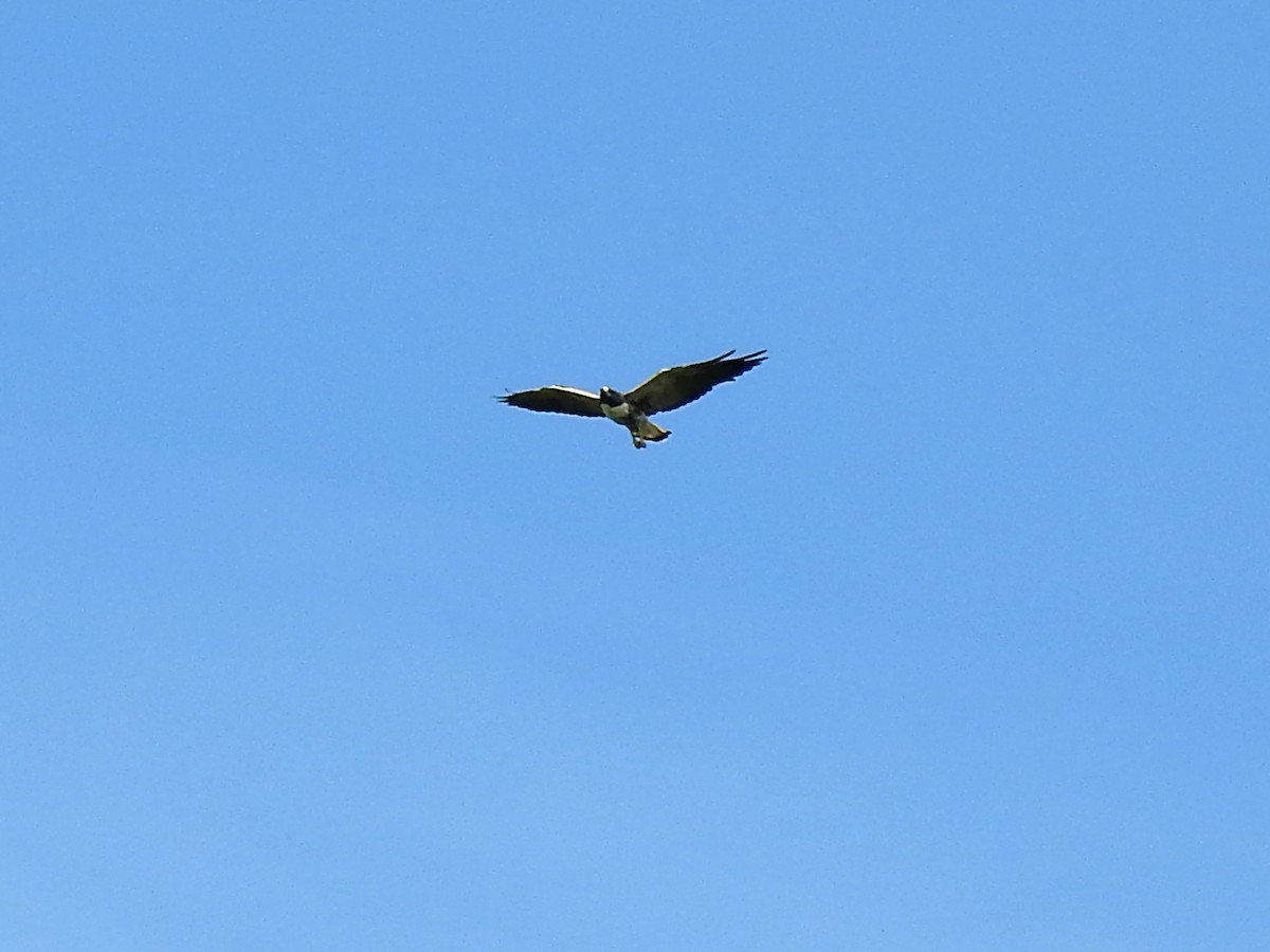 White-tailed Hawk - ML619117777