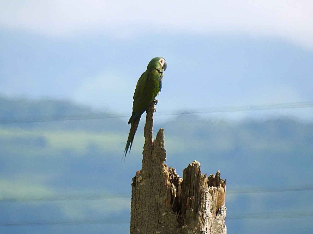 Chestnut-fronted Macaw - ML619117783