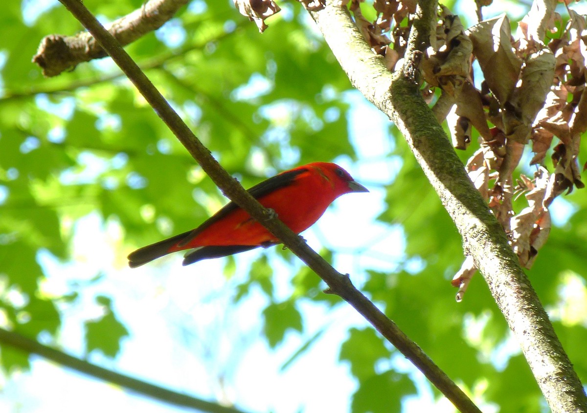 Scarlet Tanager - ML619117803