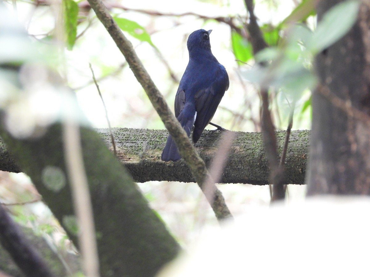 Тайваньская синяя птица - ML619117807