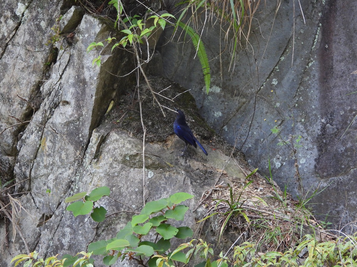 Тайваньская синяя птица - ML619117808