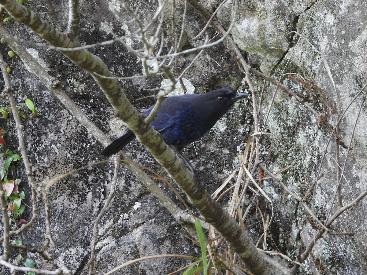Тайваньская синяя птица - ML619117809