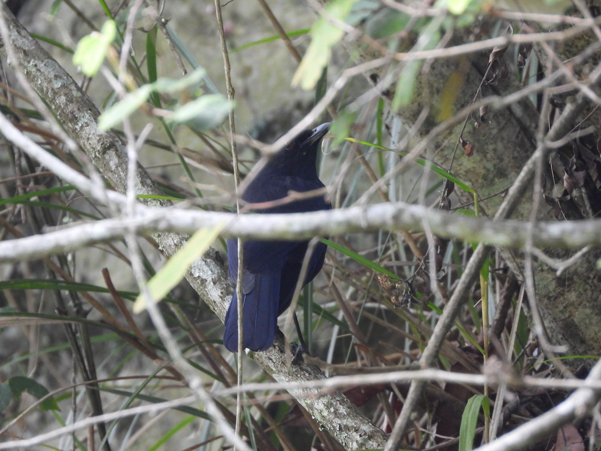 Тайваньская синяя птица - ML619117810