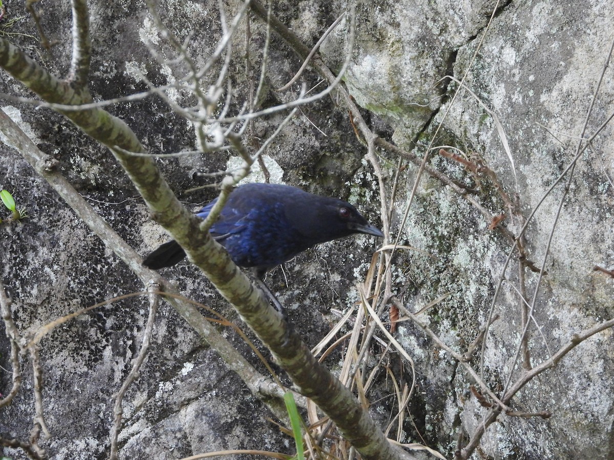 Тайваньская синяя птица - ML619117812