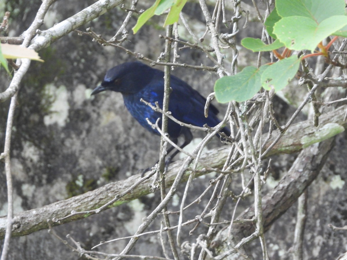 Тайваньская синяя птица - ML619117813