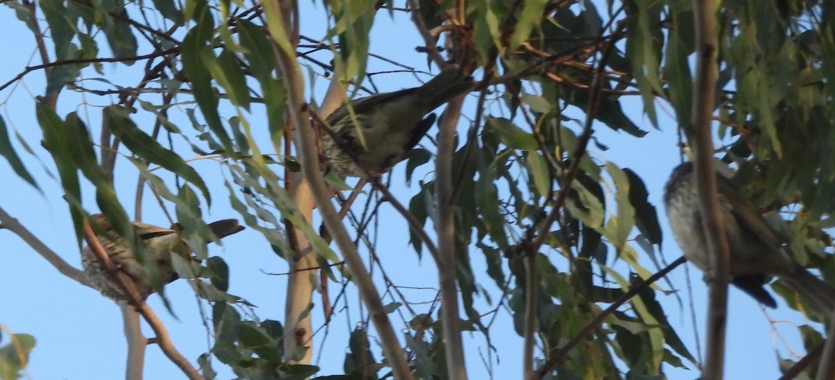 Australasian Figbird - ML619117860