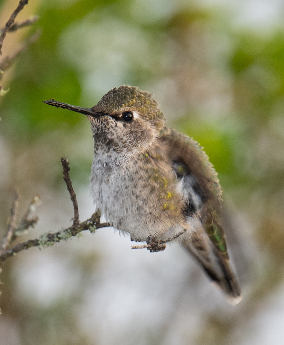 Anna's Hummingbird - ML619117882