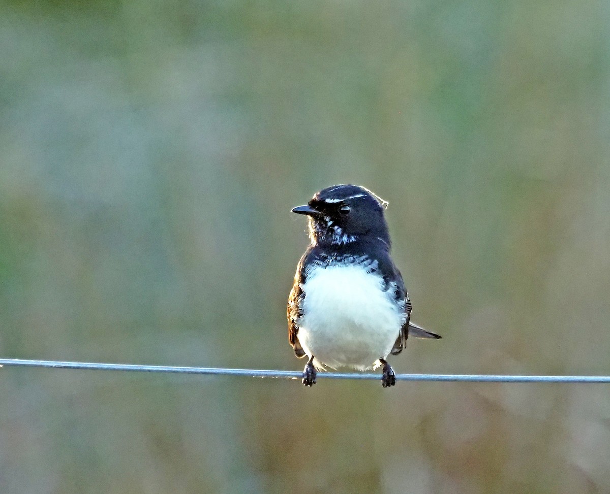 Willie-wagtail - ML619117915