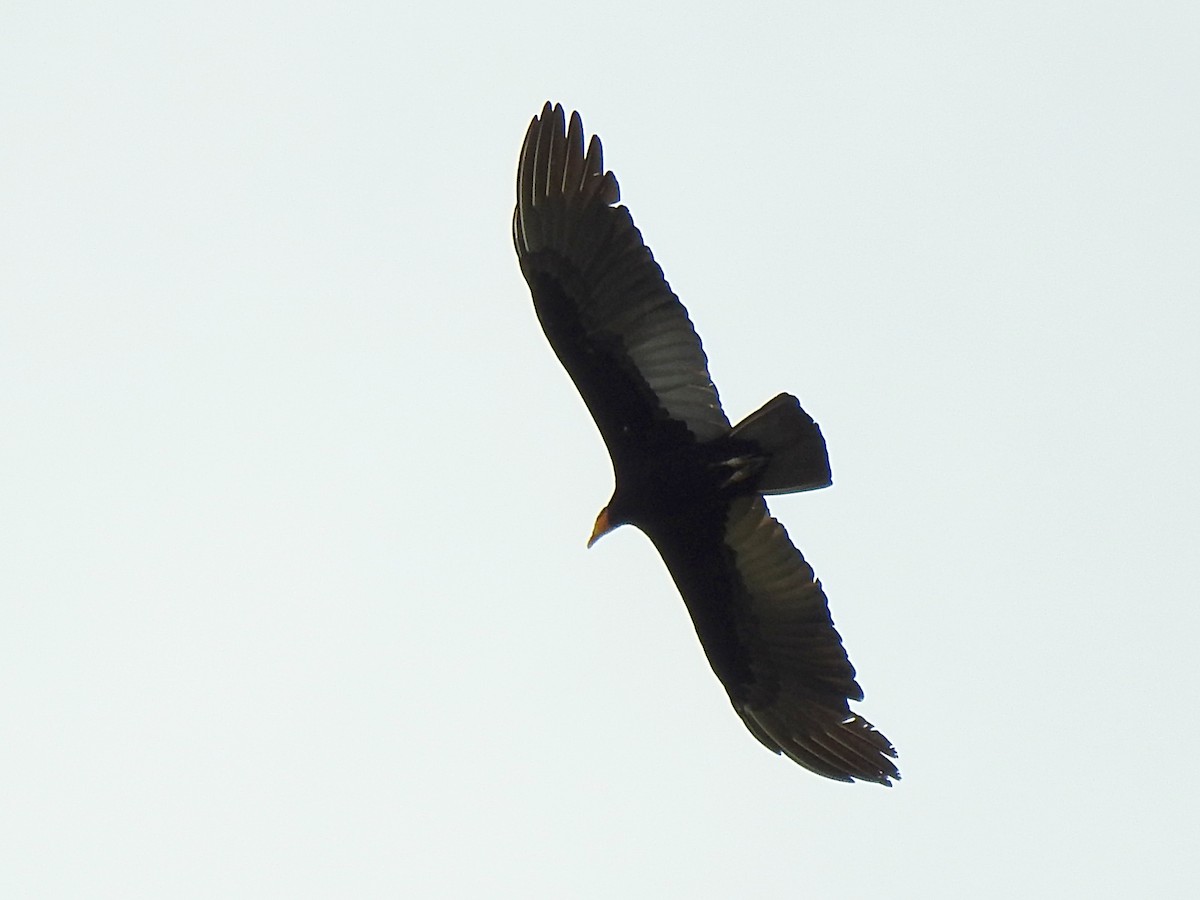 Greater Yellow-headed Vulture - ML619117917