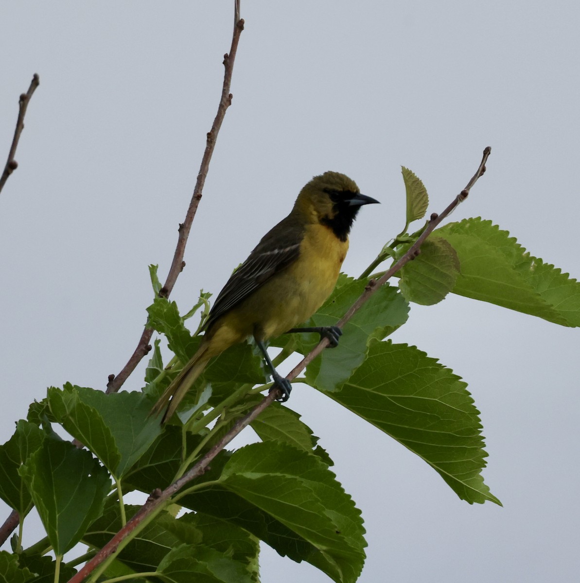 Orchard Oriole - ML619117945