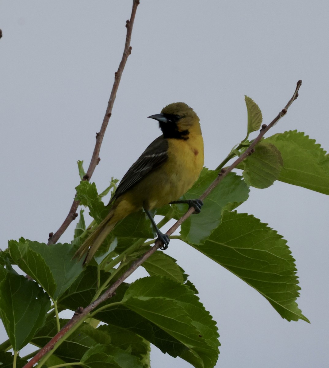 Orchard Oriole - ML619117946