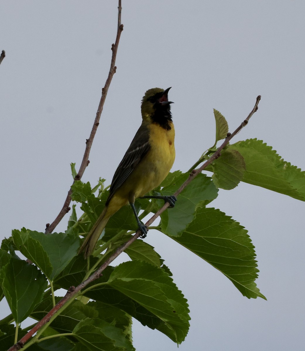 Orchard Oriole - ML619117949
