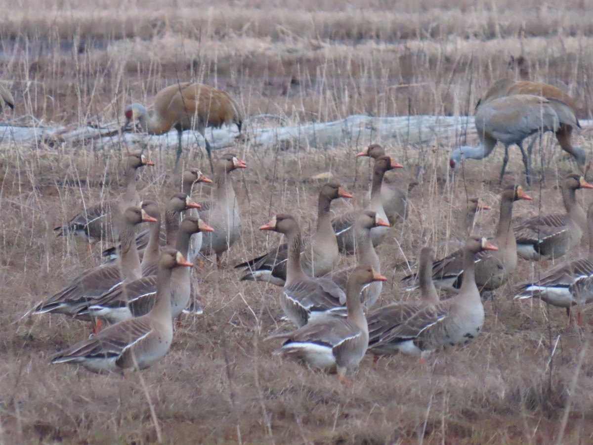 Greater White-fronted Goose - ML619117976